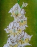 Gladiola