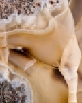 Intruze 31