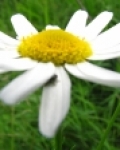 sun in the white coat 
