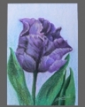 Tulipán