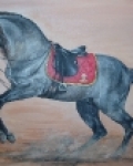 Andaluský hřebec