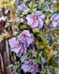 Ibišek