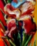 iris