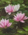 Water lily