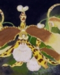 Orchidej žluta