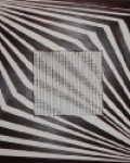 zebra vzor